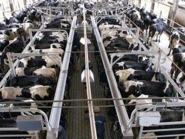 Factory Farms may seem to many as a technological leap in agriculture but others argue that the treatment of the animals involved is cruel beyond measure.