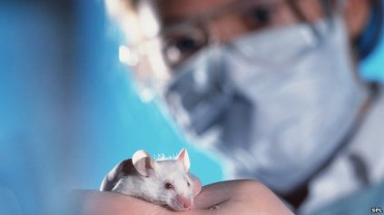 Animals used for medical testing are still used as means to an end, but this is permissible in Interest Speciesism