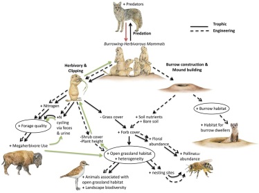 This ecosystem diagram shows that without certain organisms in the diagram the whole ecosystem may fall apart