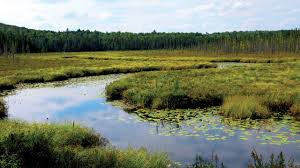 Will wetlands like this one be given legal rights for its ecosystem use value over the right to develop that land? Only time will tell
