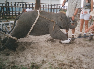 Elephants trained by circuses are often abused, but an Extreme Speciesist would allow such treatment since it brings entertainment to humans.