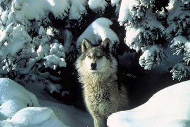 Keystone species like the Gray Wolf are considered more valuable to Callicott's Land Ethic than domestic animals, due to their place in the ecosystem